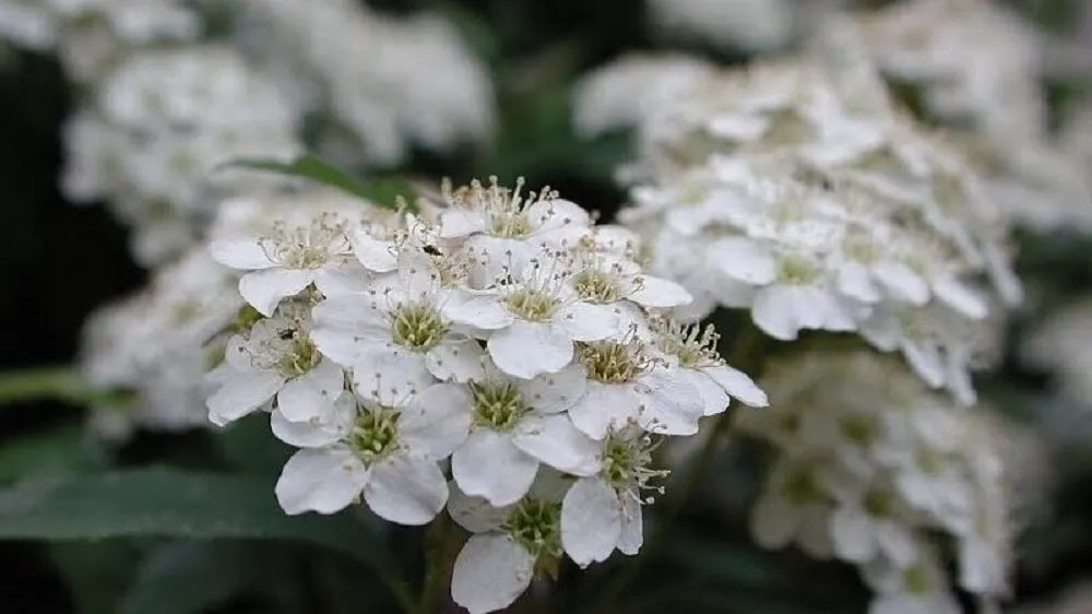 Hoa tiểu tú cầu