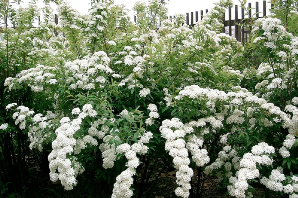 hoa tieu tu cau 2 Tiểu tú cầu chơi được bao lâu