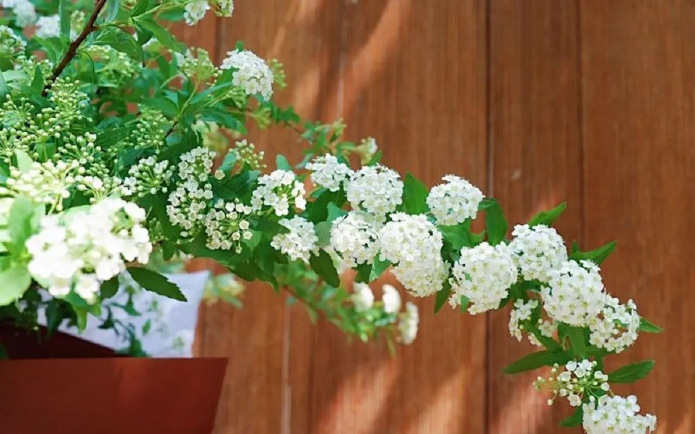 hoa tieu tu cau 4 Hoa tiểu tú cầu tiếng anh là gì?