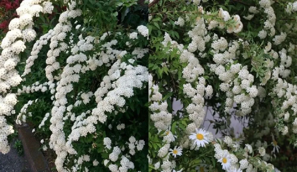 hoa tieu tu cau 6 Hoa tiểu tú cầu có ý nghĩa gì?