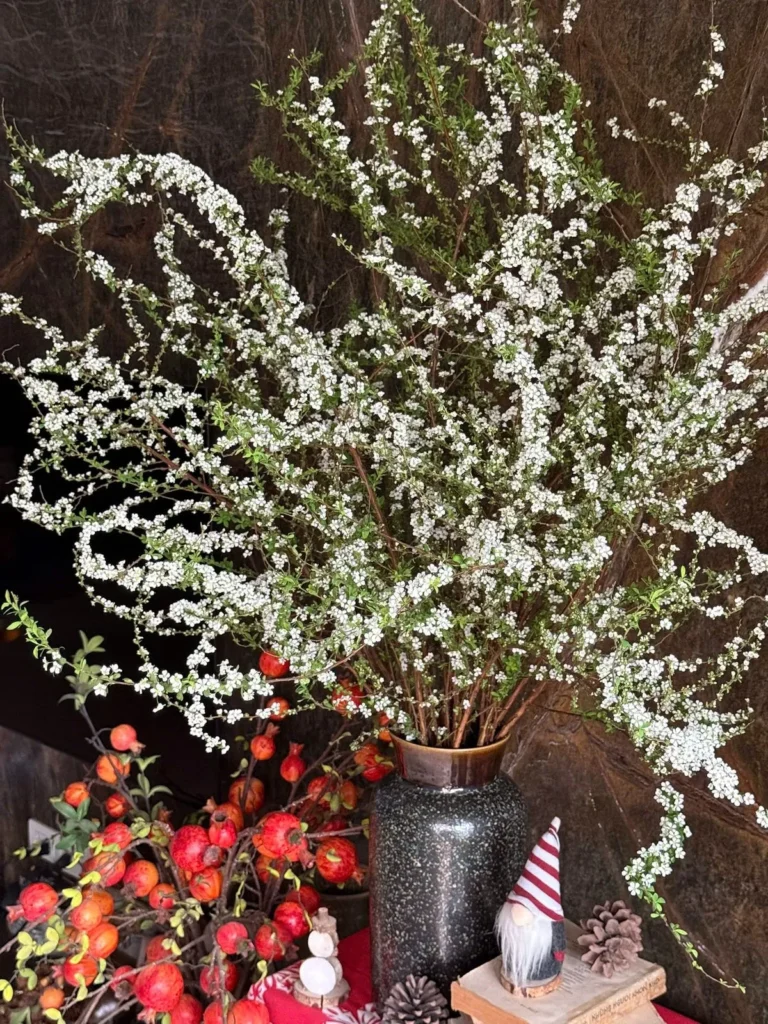 hoa tuyet mai 1 hoa tuyet mai 1