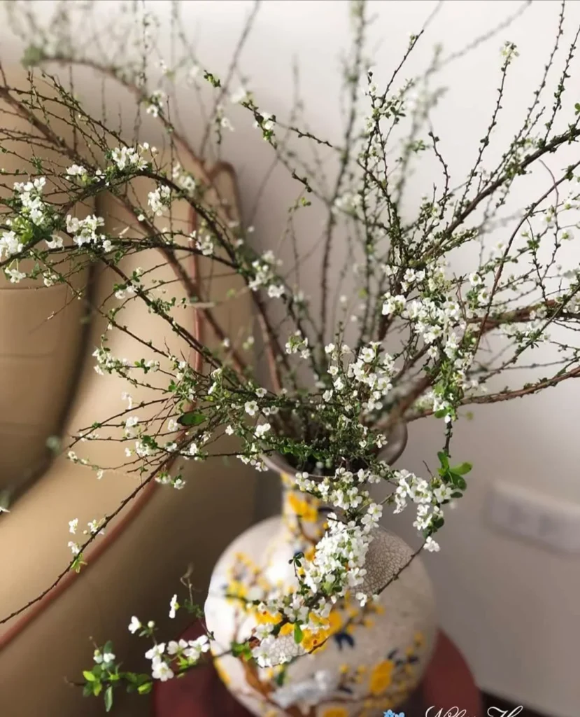 hoa tuyet mai 2 cách cắm hoa tuyết mai nở đẹp dịp Tết