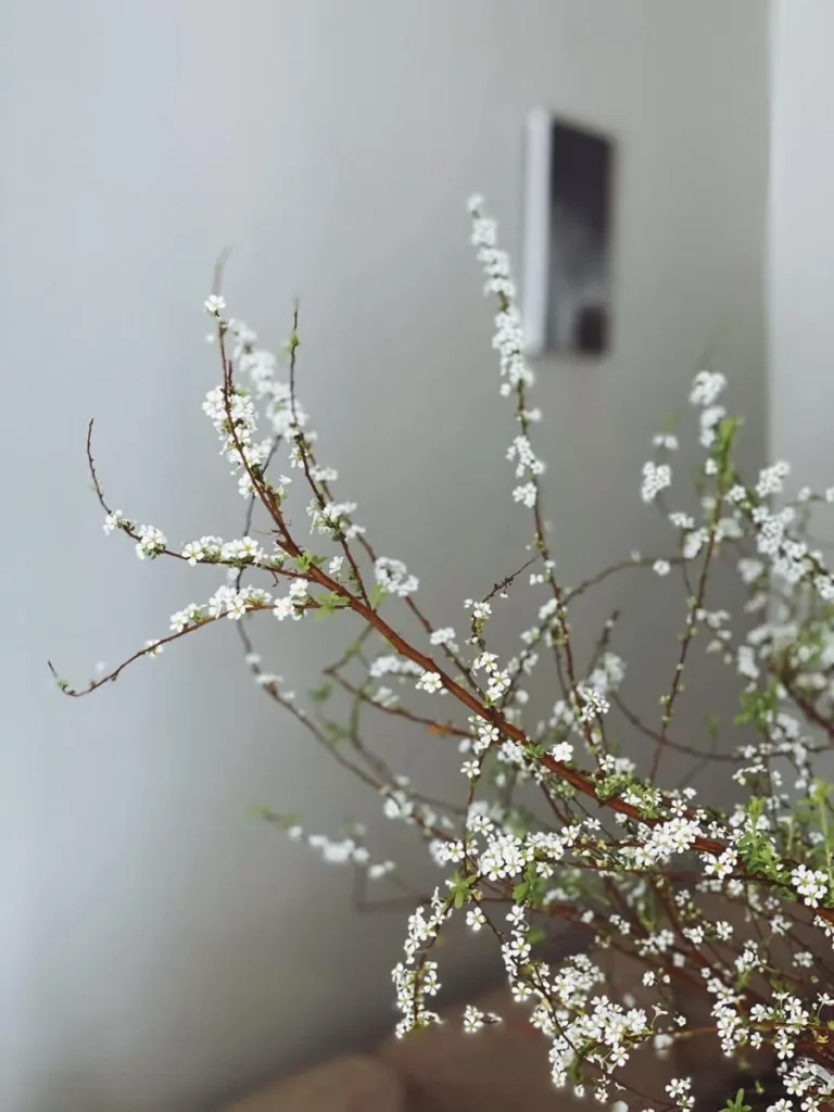 hoa tuyet mai 3 Cách trồng hoa tuyết mai tại nhà