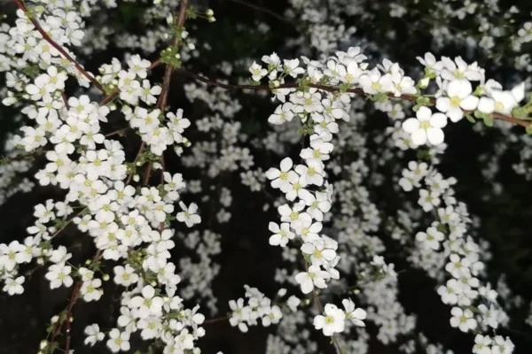 Hoa tuyết mai nở vào mùa nào?