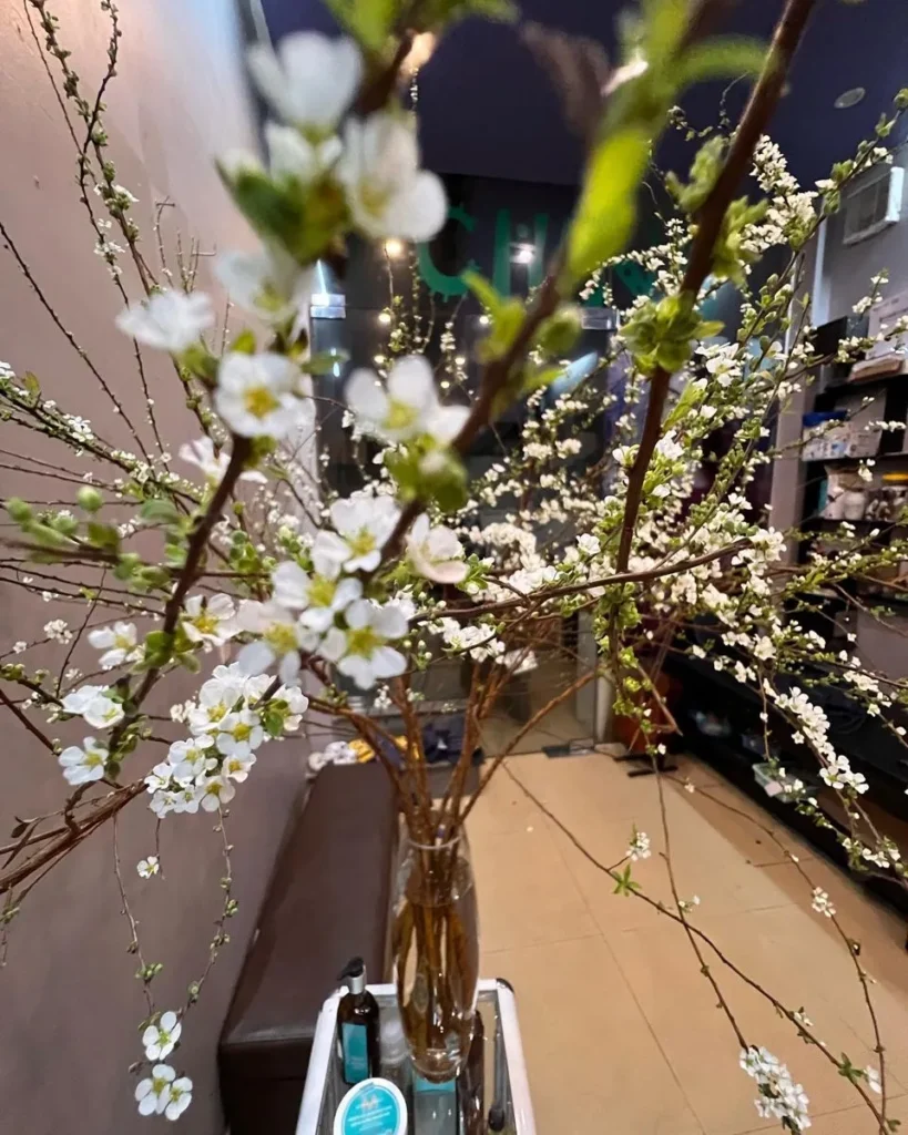 hoa tuyet mai 7 Trồng hoa tuyết mai