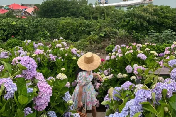 cây ra hoa quanh năm, hoa nở quanh năm