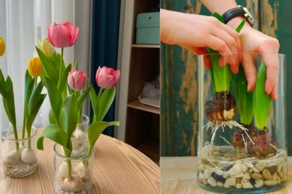 Cách bảo quản hoa tulip tươi lâu trong bình