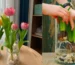 Cách bảo quản hoa tulip tươi lâu trong bình