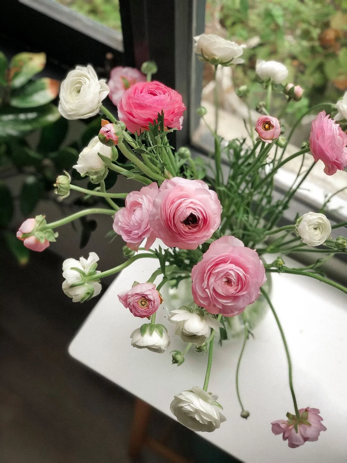 Hoa mao lương có tên khoa học Ranunculus asiaticus