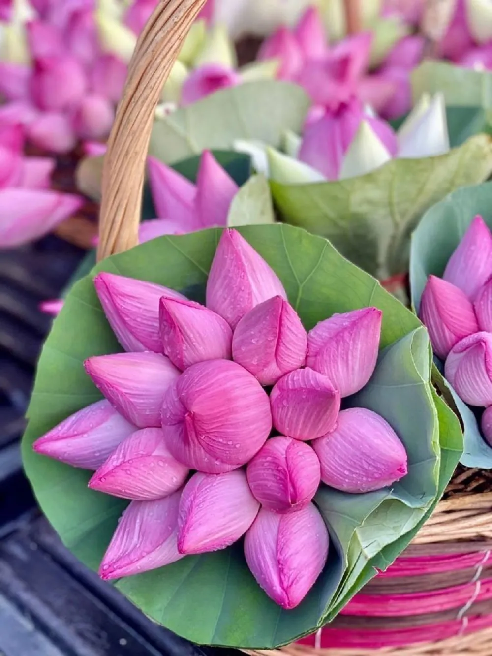 Hoa sen là biểu tượng của sự thanh khiết, nghị lực và phẩm hạnh