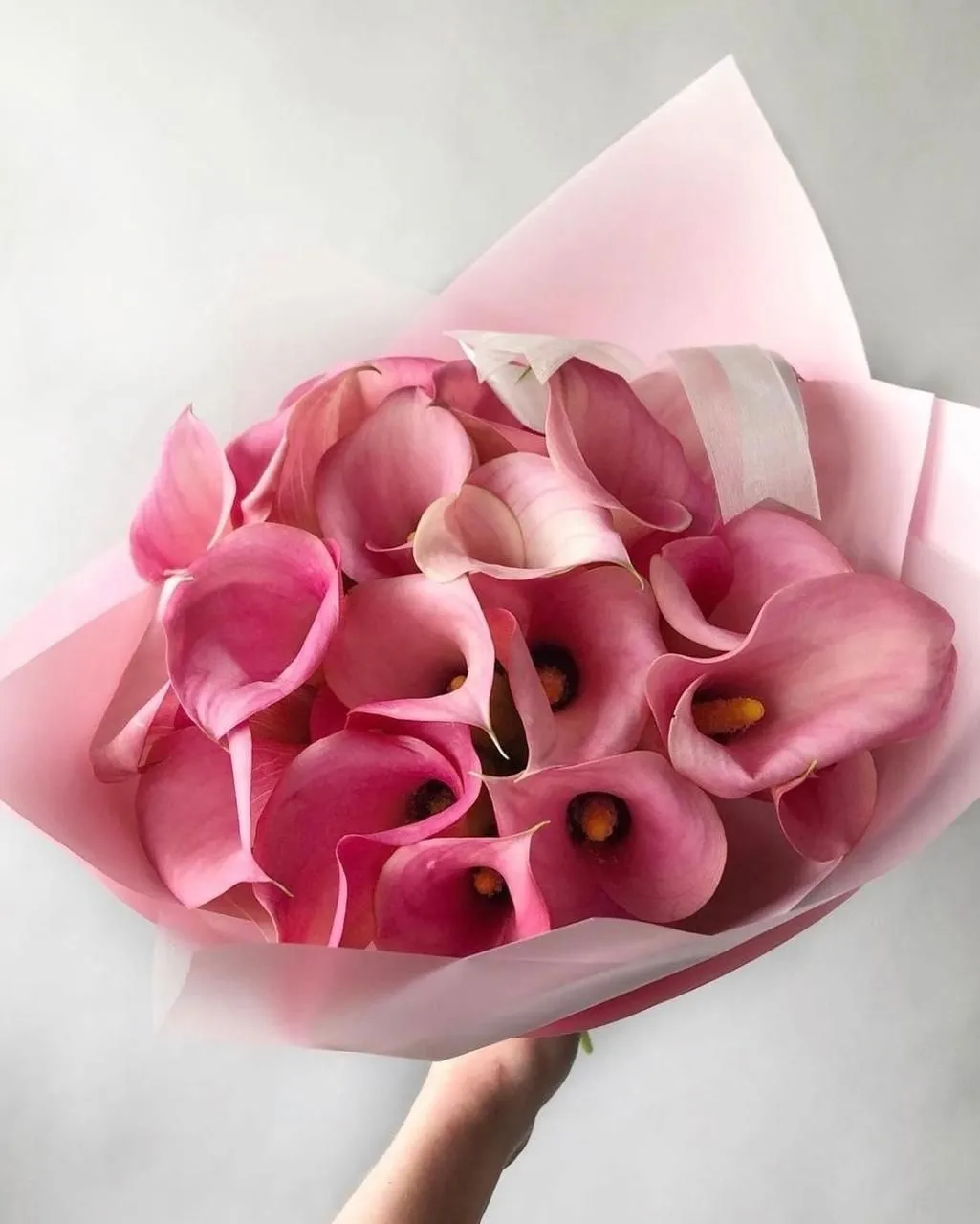 Cây Calla Lily có hình trái tim, hình bầu dục