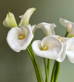 hoa rum hay còn có tên khác là calla lily