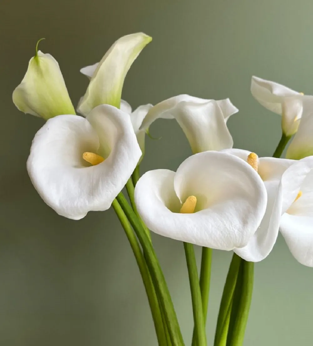 Calla Lily trắng thể hiện sự trong sáng, thuần khiết, thanh lịch, chân thành và khởi đầu tốt đẹp