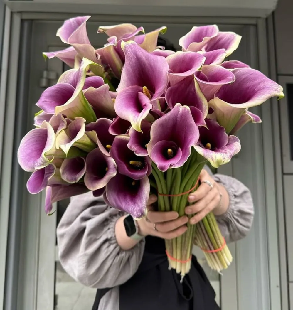 Hoa Calla Lily có nguồn gốc từ Nam Phi