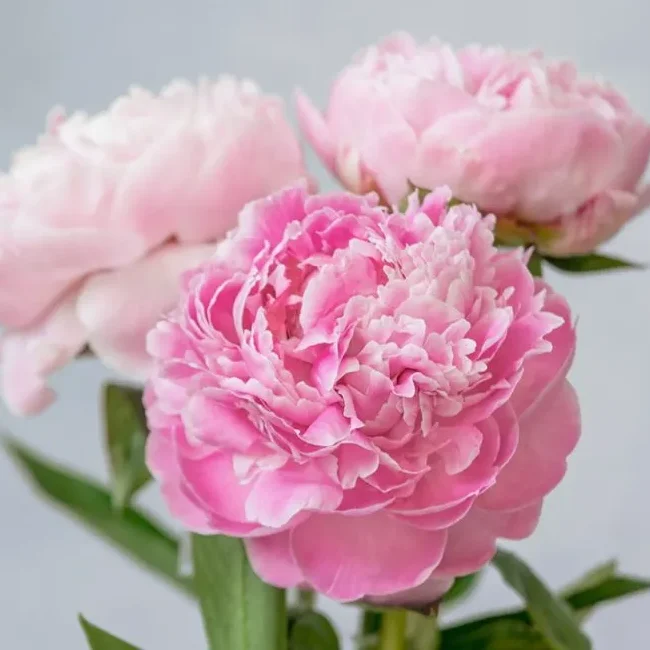 hoa mẫu đơn peony