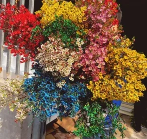 hoa thanh liễu