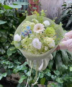 Bó hoa cẩm tú cầu màu xanh bơ bó tròn
