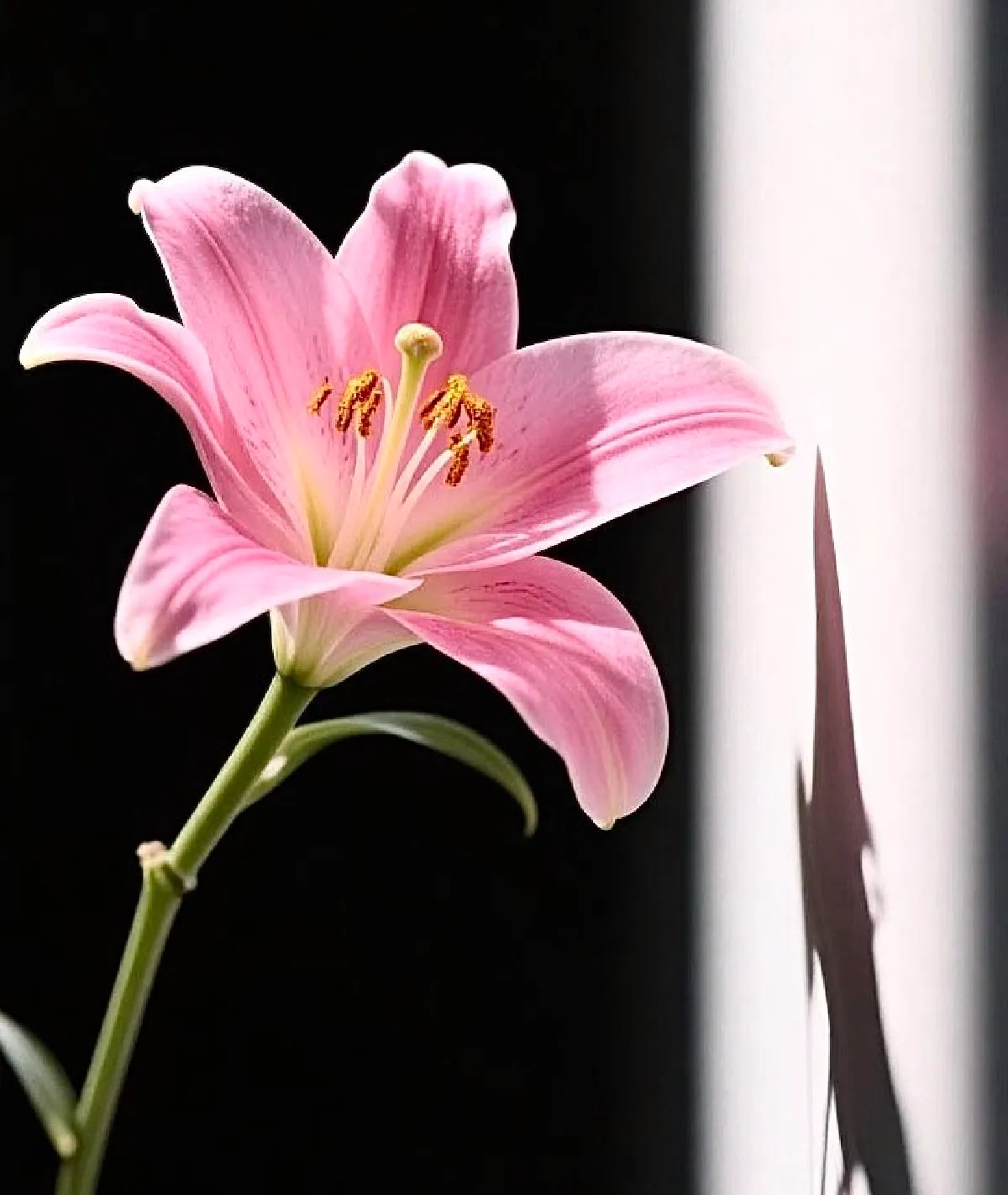 Hoa ly còn được biết đến với các tên gọi như Lily, Bách hợp, Huệ tây hoặc loa kèn, thuộc chi Lilium và họ Liliaceae.